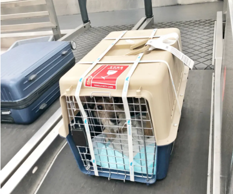 玉林宠物托运 宠物托运公司 机场宠物托运 宠物空运